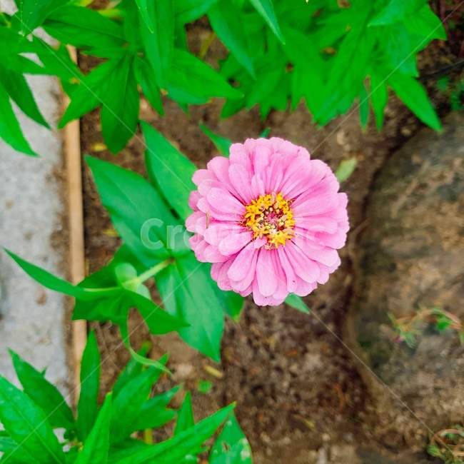 plant,식물,leaf,flower,분홍꽃,식물,자연,plants,nature,꽃,flower