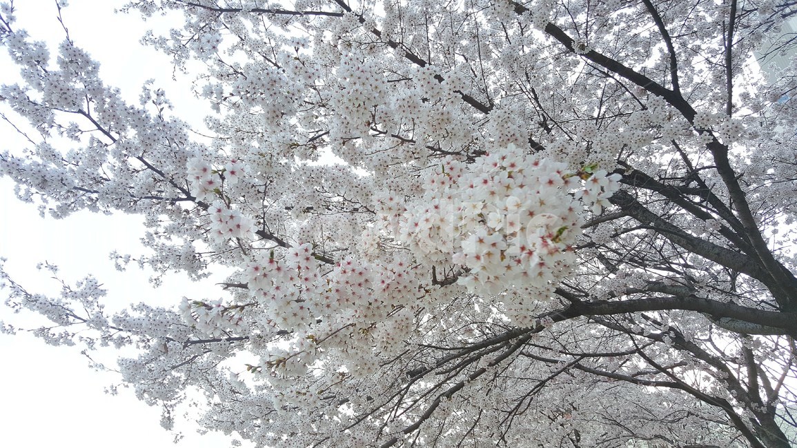 자연,풍경,꽃,벛꽃,봄