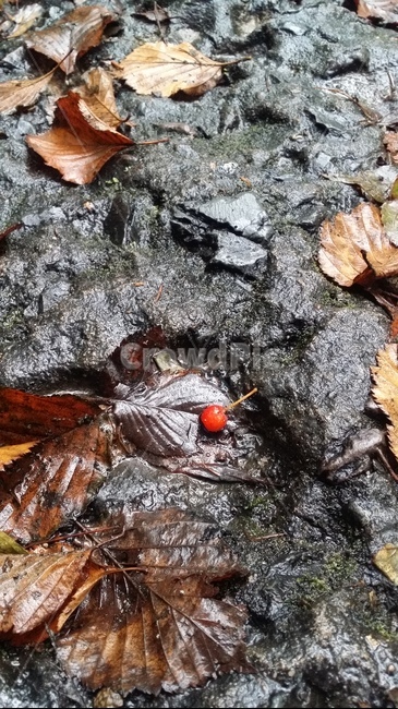 잎,열매,빗물,leaf,ground,plant,돌,바닥,가을,계절,fall,autumn,season,식물,자연,plants,nature