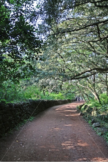 제주도,비자림,bijarim,bijarimforest,jejuisland,자연,풍경,nature,landscape,한국자연풍경,한국자연경관,korea nature landscape,제주도,jeju,jeju island,휴식,힐링,rest,relaxation,healing,garden,정원,outdoors,옥외,arbour,정자