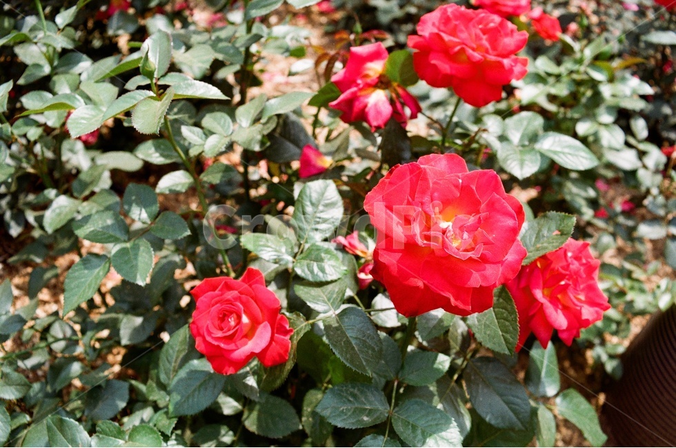 장미,서울대공원,소풍,5월,6월,꽃,풍경,백장미,분홍색,빨간색,식물,자연,plants,nature,꽃,flower