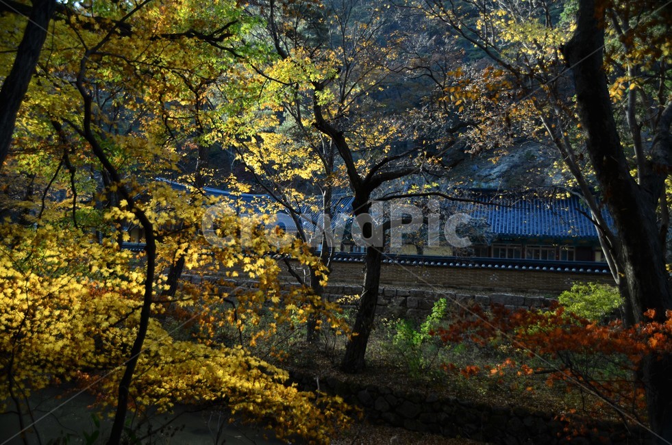 단풍,가을,가을단풍,단풍나무,나무,산,자연,fall,autumn,season,가을,계절,fall,autumn,season,한국전통,한국문화,korean traditional,korean culture,건축물,건물외관,exterior,building,structure,architecture,construction,tree,plant,식물,tree trunk,나무 줄기
