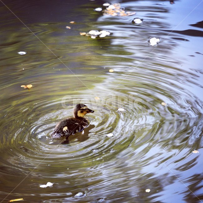 water,물,outdoors,오리,벚꽃,봄,호수,동물,새,아기동물,동물,animal,조류,새,birds