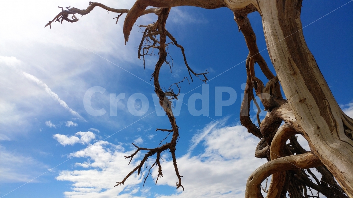 미국,중가주,데쓰벨리,켈리포니아,DeathValley,CentralCalifornia,푸른하늘,흰구름,고목,죽음의계곡,풍경,sanddune,모래언덕,여행,사막풍경,식물,자연,plants,nature
