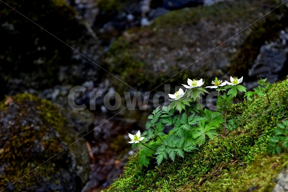 모데미풀,봄,야생화,꽃,청태산,강원도,봄꽃,고산야생화,감성,wildflower,산꽃,봄야생화,계곡,이끼,꽃말,슬픈추억,아쉬움,MegaleranthissaniculifoliaOhwi,금매화아재비,운봉금매화,식물,자연,식생,생태,식물,자연,plants,nature,꽃,flower