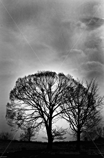 나무,plant,겨울나무,왕따나무,겨울,흑백나무,tree,식물,큰나무,눈나무,고독,감정,감성,디자인,필,느낌,분위기,서정,슬픔,우울,그리움,옛생각,회상,기억,추억,색감,칼라,블루톤,시안,디자이너,사보,카다로그웹,홈페이지,배너,팝업,모바일,콘텐츠,마케팅,오브젝트,이미지,흑백,모노톤,monochrome,black and white