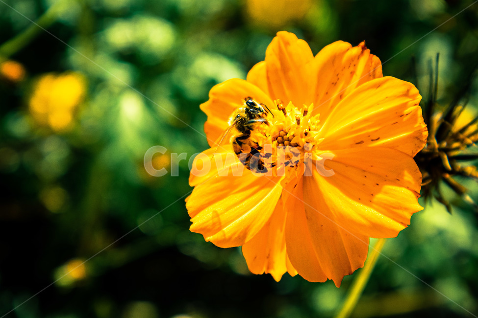 꽃,벌,flower,코스모스,꿀벌,pollen,화분,plant,식물,insect,곤충,invertebrate,bee,animal,동물,honeybee,feeling,자연,식물,자연,plants,nature,꽃,flower,곤충,벌레,insect,bug