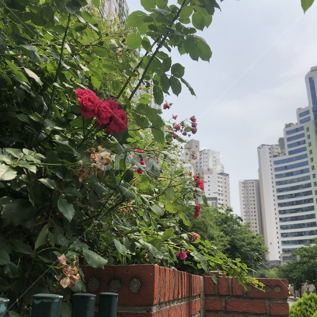 꽃,벽돌,나무,자연,장미