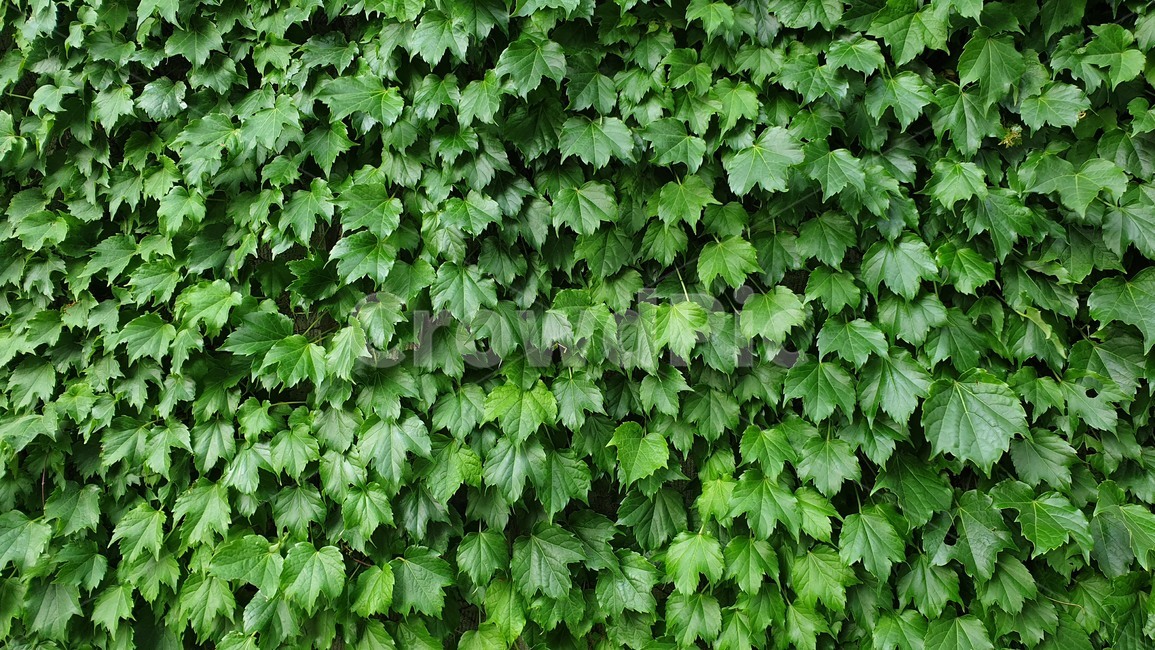 담쟁이덩굴,잎사귀,식물,자연,초록,싱그러움,여름,담벼락,배경,background,nature,plants
