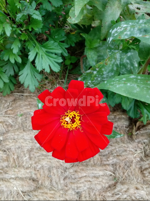 꽃,식물,plant,flower,백일홍,빨간색꽃,식물,자연,plants,nature,꽃,flower
