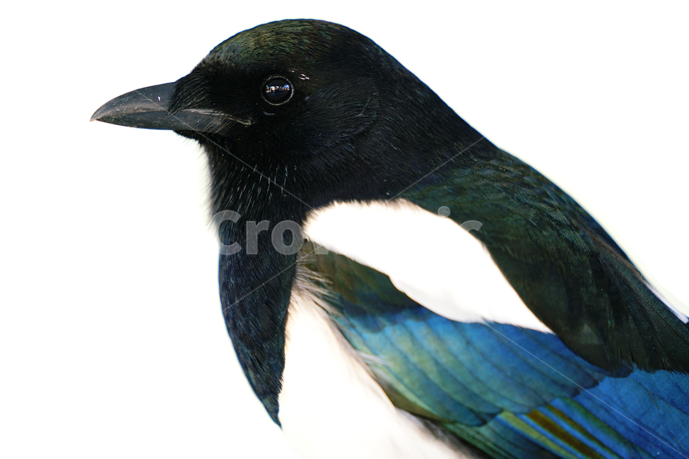 까치,새,조류,야생동물,magpie,bird,animal,동물,animal,조류,새,birds