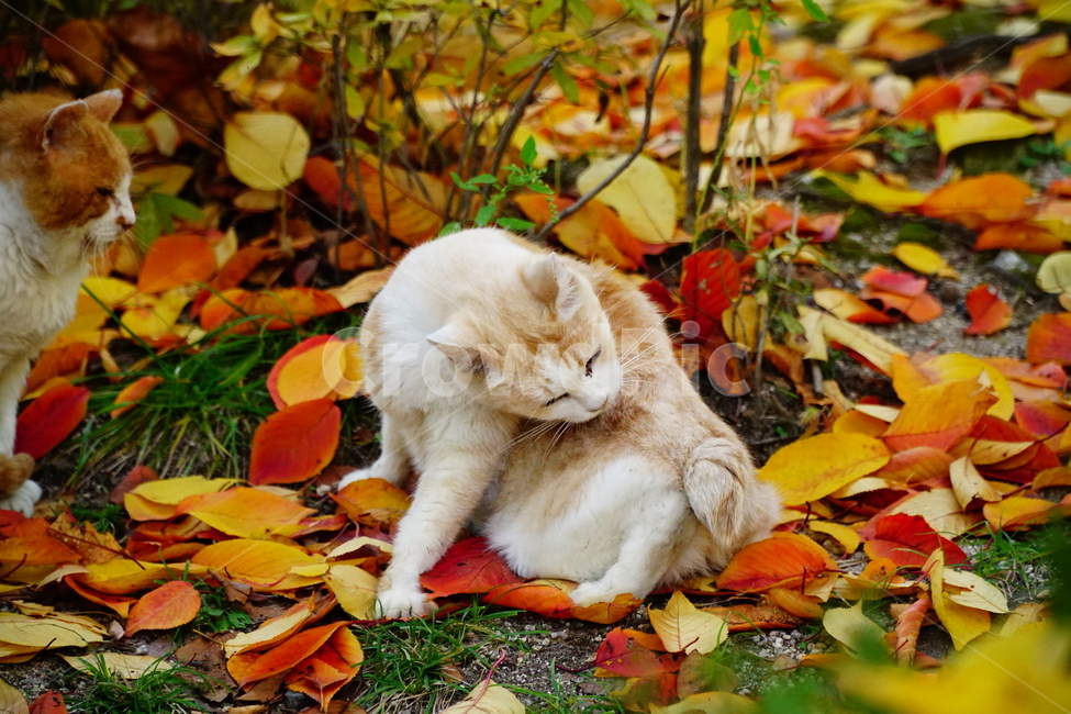 고양이,길고양이,동물,cat,animal,가을,fall,autumn,낙엽,단풍,나무,tree,식물,잎사귀,alleycat,포유류,야옹이,냐옹이,나비,공원,park,그루밍,가을,계절,fall,autumn,season,동물,animal,포유류,mammal,고양이,cat,kitten,kitty,leaf,잎,plant,ground,바닥