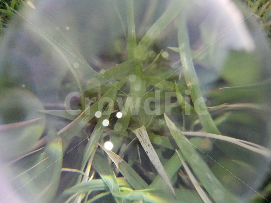 연출사진,유리구슬,잔디,휴대폰조명,감성사진,감성,공원,식물,자연,plants,nature,연출,컨셉,콘셉,direction,concept