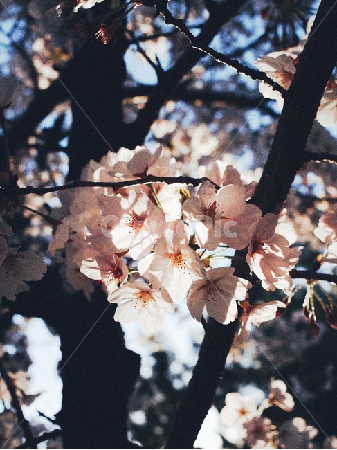 봄,벚꽃,blossom,cherryblossom,plant,식물,꽃,배경화면,spring