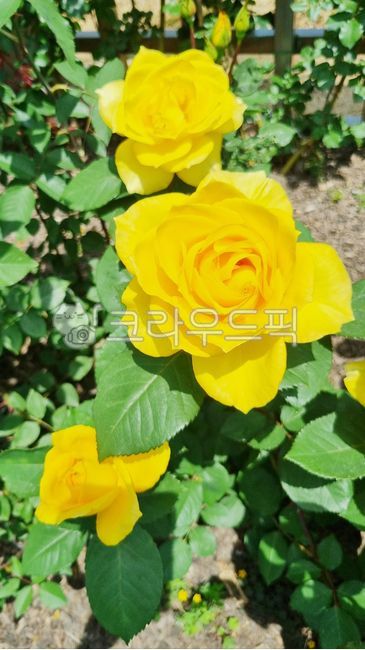 장미,장미꽃,노란장미,노랑색장미,flower,rose,yellowrose,꽃잎,꽃,정원,장미꽃세송이