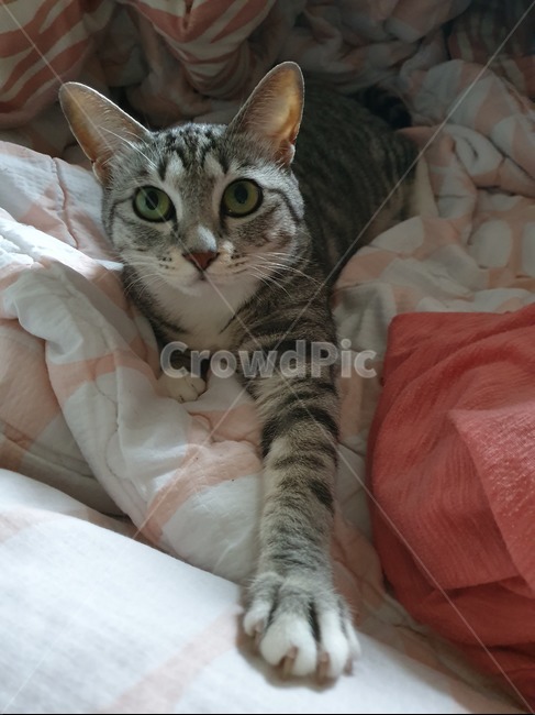 고양이,cat,코숏,코리안숏헤어,고양이앞발,반려동물,집냥이,고양이얼굴