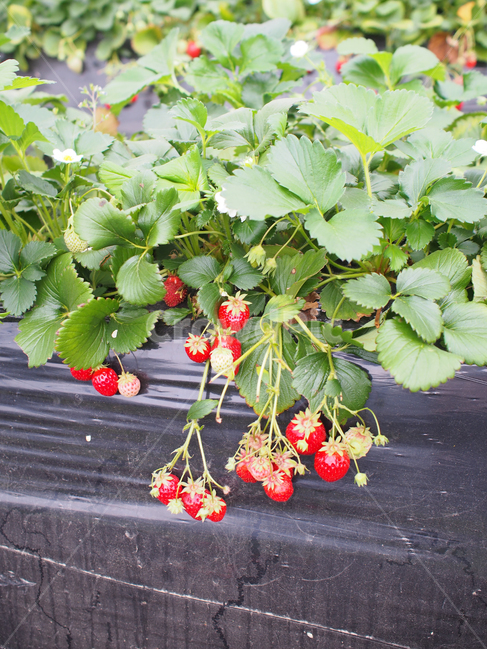 plant,식물,딸기,strawberry,딸기밭,딸기농장,farm,strawberryfarm,과일,fruit,과일,열매,fruit