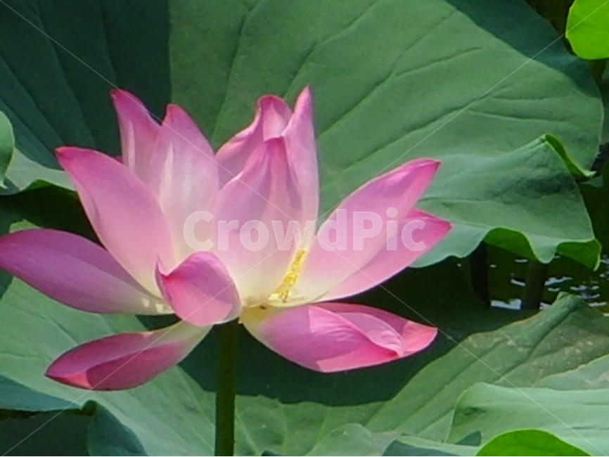 중국,제남,대명호,연꽃,분홍,식물,자연,plants,nature,꽃,flower
