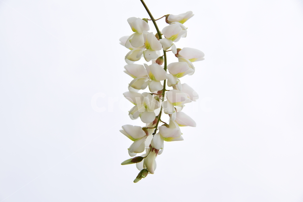 아카시아,꽃,아까시나무,나무,힌색,자연,식물,nature,plants,flower,플라워,향기,달콤한,힐링,healing,feeling,농촌
