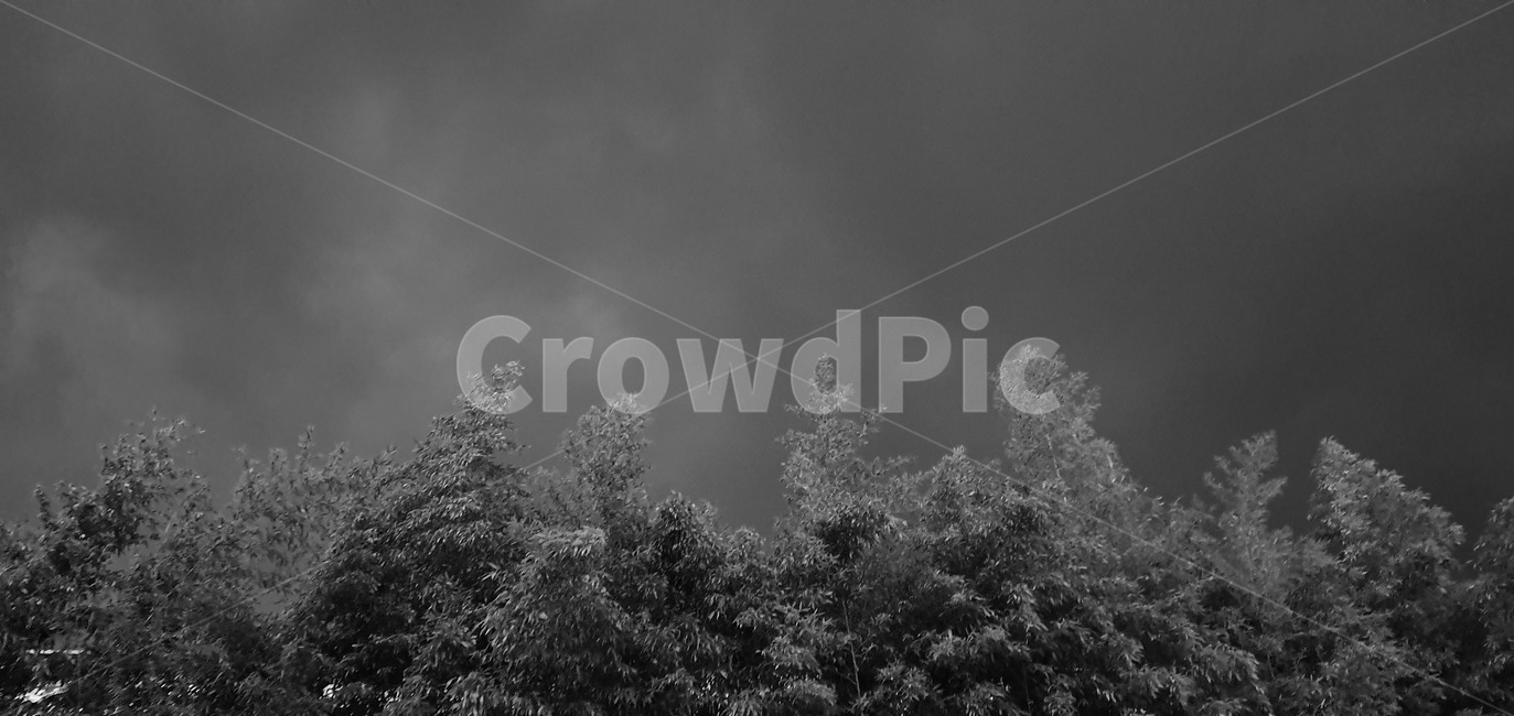 나무,구름,흐린,흑백,자연,자연,풍경,nature,landscape,흑백,모노톤,monochrome,black and white,tree,plant,식물