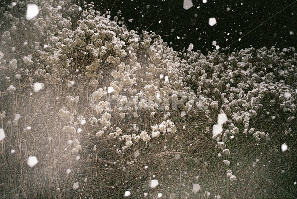 눈,겨울,필름사진,식물,자연,밤풍경,밤,겨울밤,눈오는풍경,눈오는,film,filmcamera,filmphoto,filmphotography,35mm,snow,winter,snowing,nature,night,light,겨울,계절,winter,season