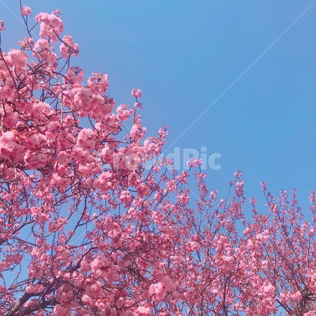꽃,봄,봄풍경,풍경,분홍꽃,겹벚꽃,벚꽃,자연,하늘,봄꽃,봄,계절,spring,season,plant,식물,flower,blossom