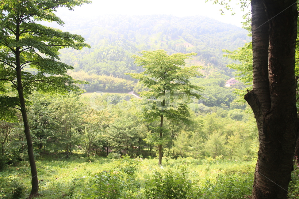 수목원,산,나무,풀,숲,계절,여름,여름산속,자연,풍경,nature,landscape,tree,plant,식물,vegetation,초목