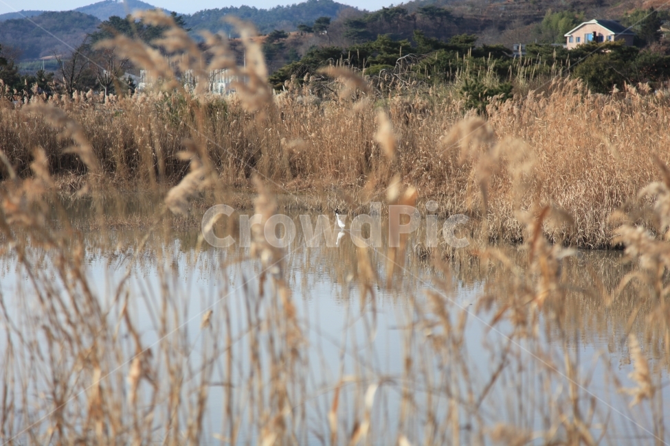 새,갈대,철새,가을,기억,가을,계절,fall,autumn,season,자연,풍경,nature,landscape,plant,식물,grass,잔디,lawn,reed