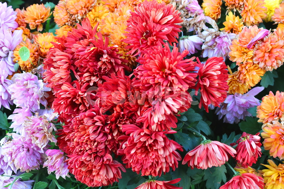 국화,꽃,국화꽃,식물,자연,가을,빨간색꽃,붉은색국화,식물,자연,plants,nature,꽃,flower