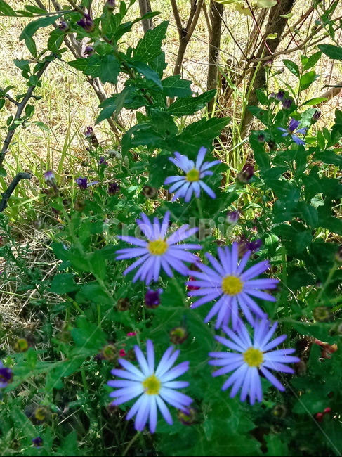 아스타,식물,꽃,flower,plant,(aster,식물,자연,plants,nature,꽃,flower