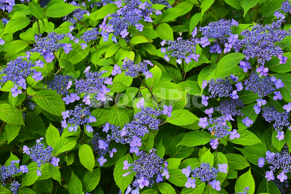 꽃,산수국,식물,나무꽃,보라색,퍼플,flowers,purple,green,초록색,그린,잎새,패턴,바탕,백그라운드,싱그러운,토종,6월,계절,시즌
