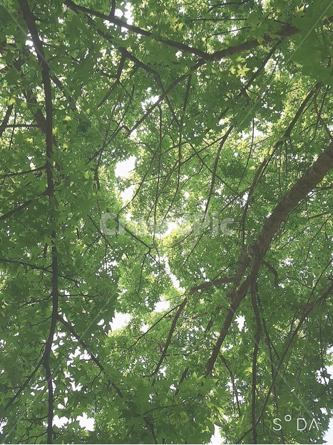 그린,싱그러운,나무,여름,초록,하늘