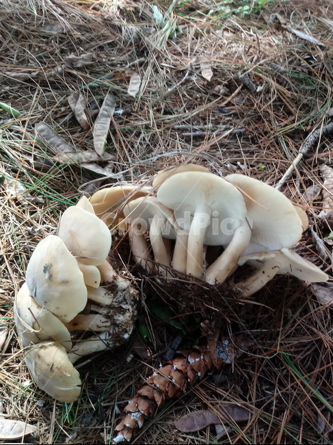 버섯,진군류,mushroom,fungus,밀버섯,버섯,mushroom