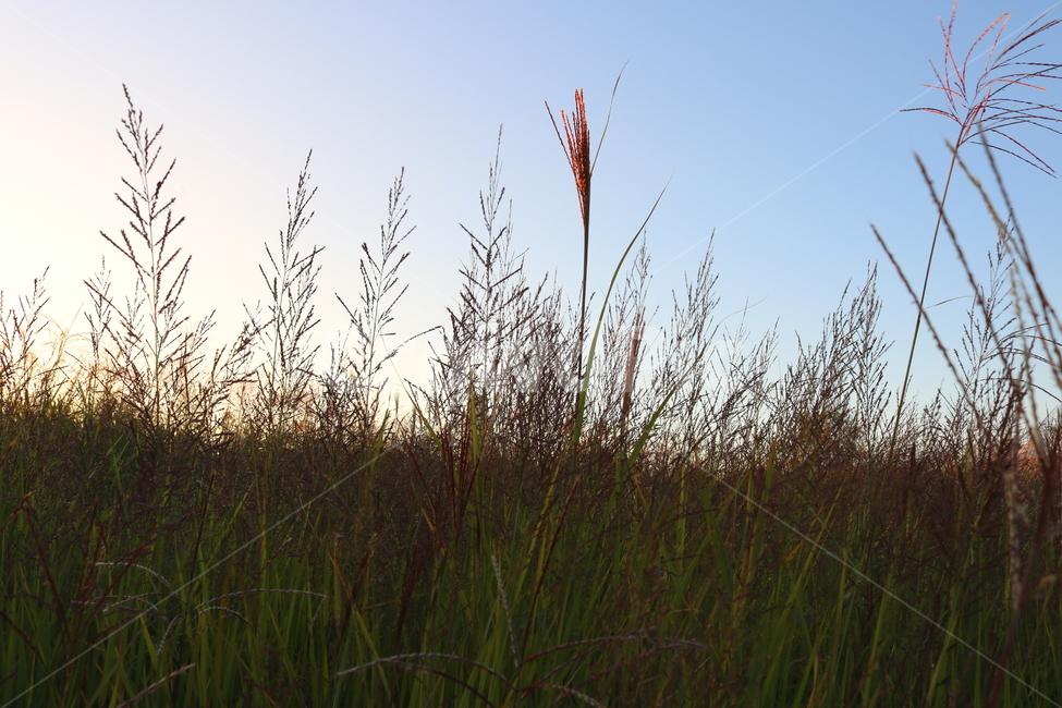 억새,억새풀,식물,자연,가을,벼과,가을,계절,fall,autumn,season,plant,grass,잔디,lawn,reed,갈대