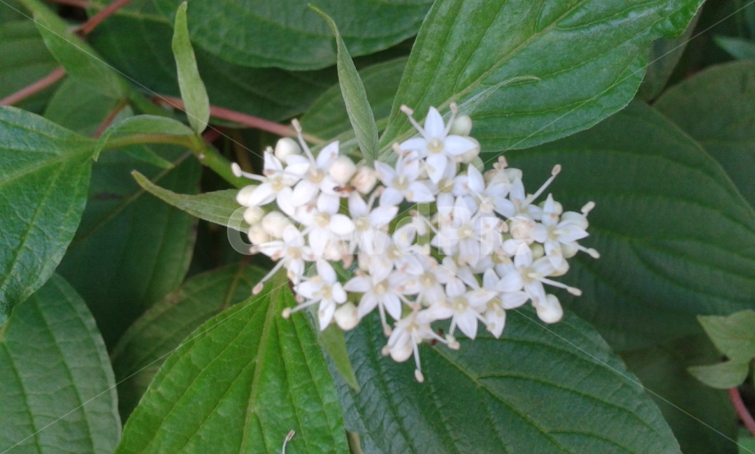 plant,식물,flower,꽃,blossom,식물,자연,plants,nature