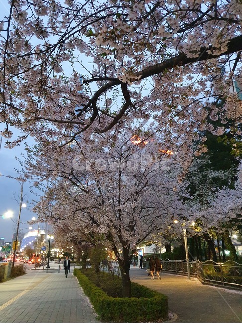 벚꽃,꽃,예쁜꽃,감성,꽃길