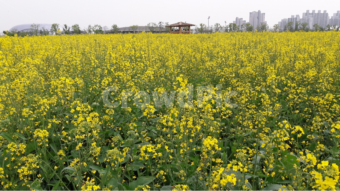 계양꽃마루,유채꽃,원두막,벌,바람,식물,자연,plants,nature,꽃,flower