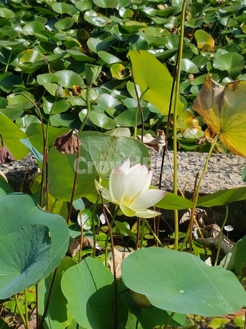 꽃,연꽃,연근,여름,꿀,식물,자연,plants,nature,꽃,flower