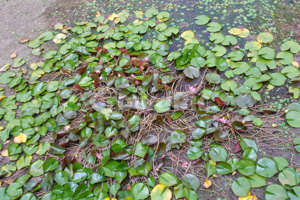 식물,꽃,blossom,flower,plant,초록,잎,잎사귀,연못백합,백합,lily,pondlily