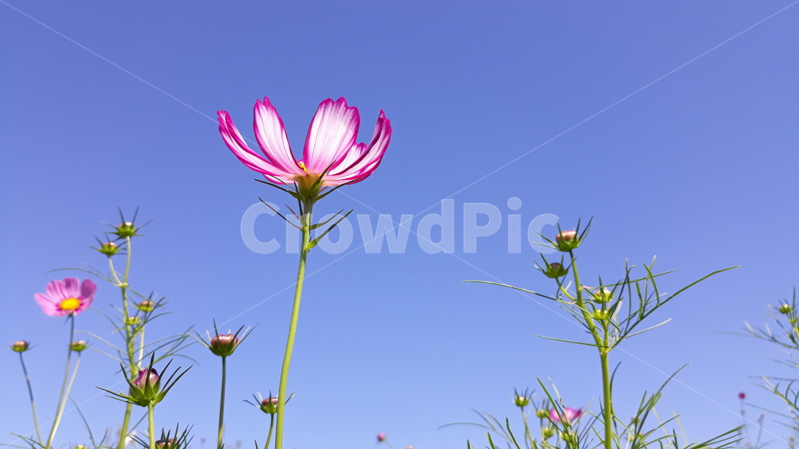 color,nature,Cosmos,flower,Emotional photo,plant,fall flowers,season,autumn,Sky of Autumn