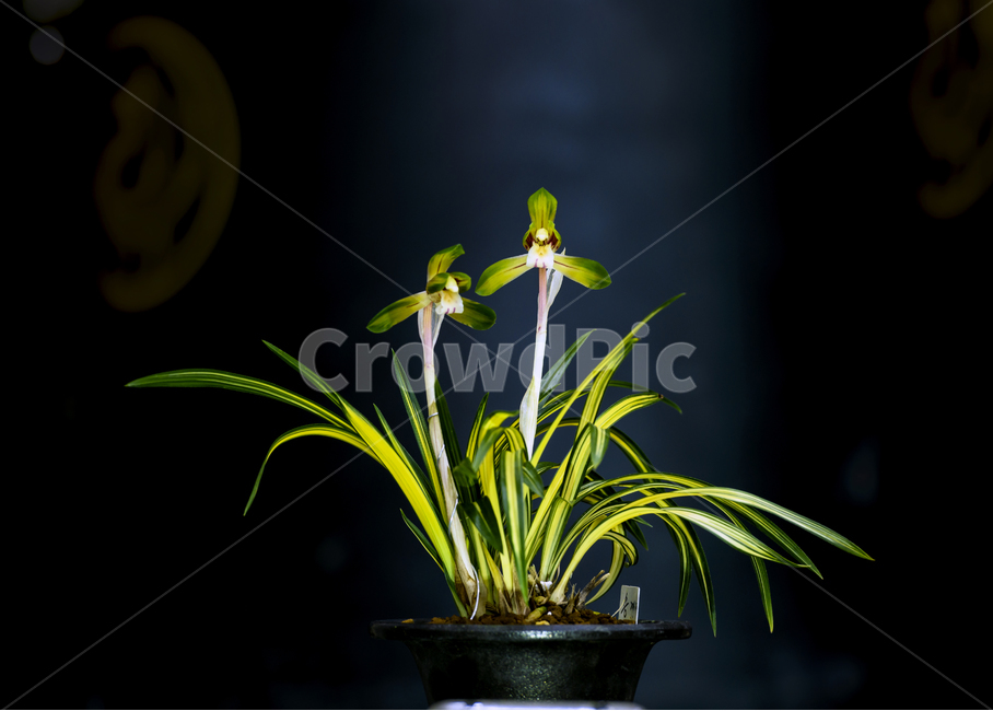 춘난,춘란,한국춘란,봄꽃,야생화,식물,자연,plants,nature,꽃,flower,실내용화초,화분,화초,house plant