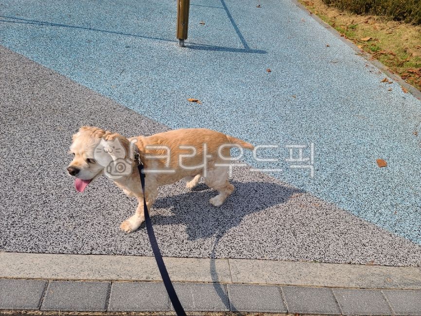 애완동물,animal,산책하는강아지,산책하는개,강아지,반려견,dog,americancockerspaniel,cockerspaniel,아메리칸코카스파니엘,pet,개,애완견,펫,중형견,코카스파니엘
