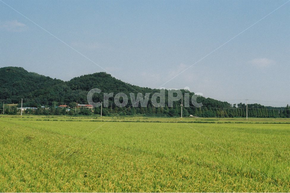 논밭,여름,시골,논,풍경