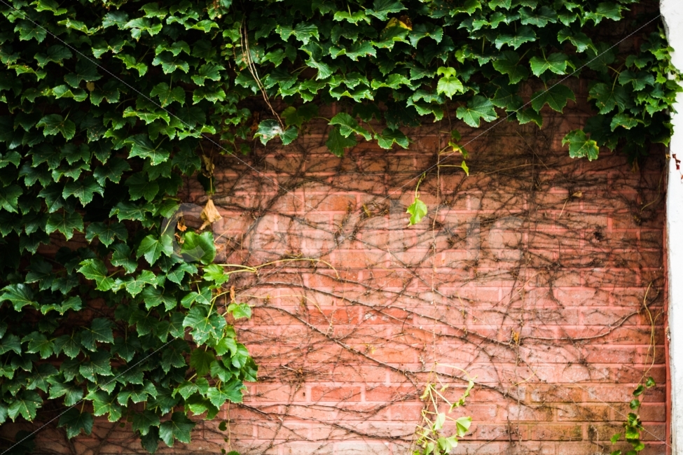 풍경,거리,벽,넝쿨,담쟁이,프레임,식물,자연,plants,nature
