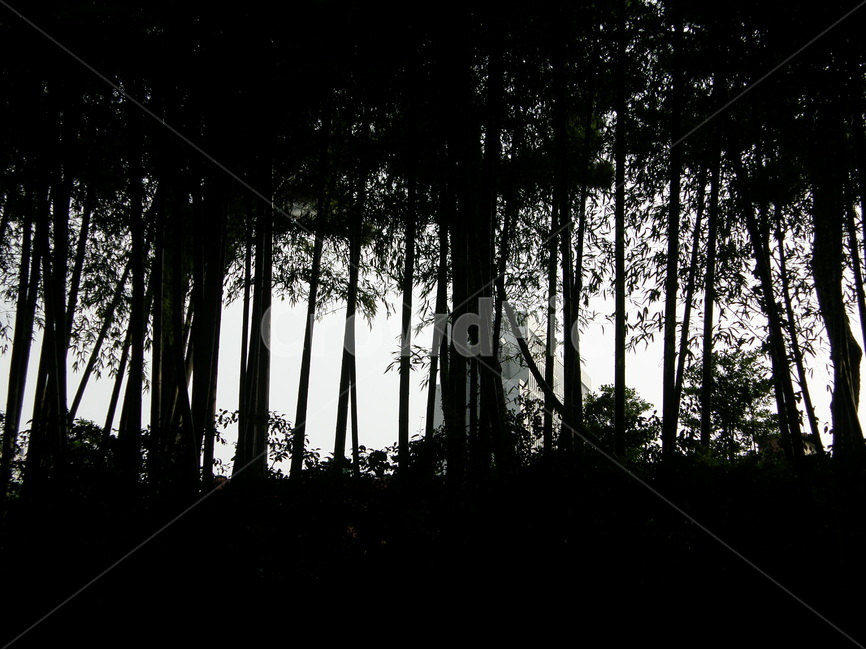 식물,나무,대나무,자연,풍경,실루엣,bamboo,tree,bature,landscape,식물,자연,plants,nature,나무,trees,wood,실루엣,그림자,silhouette,shadow