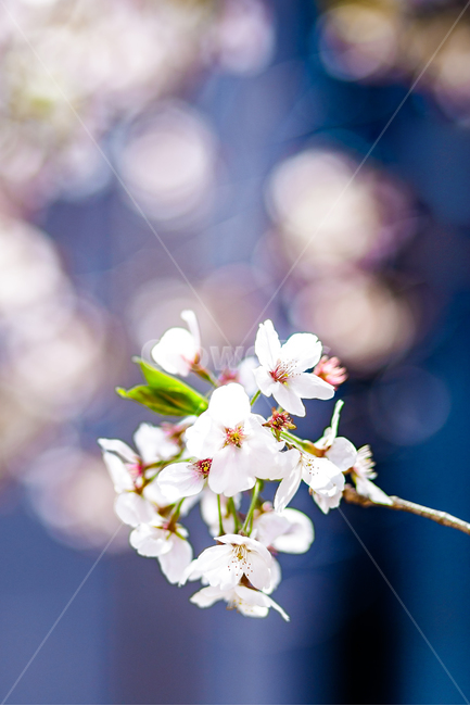 벚꽃,봄꽃,꽃놀이,벚꽃구경,벚꽃축제,식물,자연,plants,nature,꽃,flower
