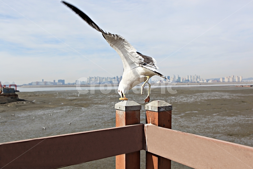 갈매기,조류,새,하늘,풍경,배경,자연,풍광,동물,animal,조류,새,birds