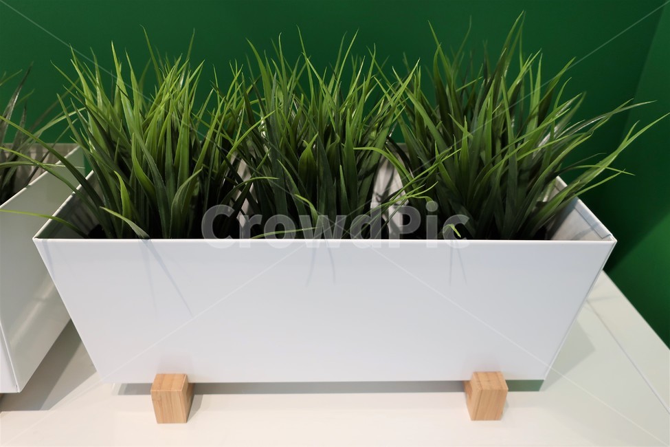 화분,식물,흙,풀,받침,인테리어,소품,장식,관상,잔디,식물,자연,plants,nature,실내용화초,화분,화초,house plant