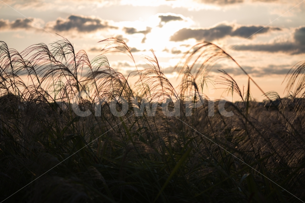 억새,갈대,풍경,노을,산책,거리,가을,일몰,sunset,자연,풍경,nature,landscape,가을,계절,fall,autumn,season,감성,sensible,feeling,plant,식물,grass,잔디,lawn,reed