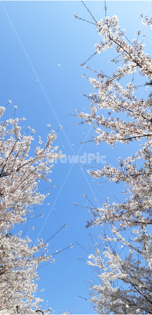 봄,벚꽃,꽃,자연,식물,풍경,나무,꾳비,감성,spring,season,flower,nature,landscape,tree